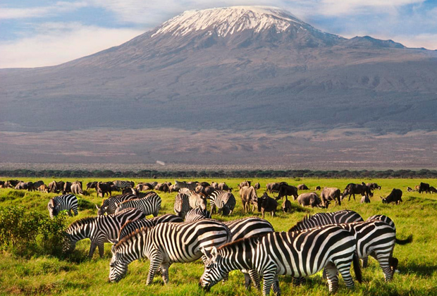 3 Days Amboseli Lodge SafariThe waters from melted snow drain down the mountain under lava flows and surface in Amboseli, creating a green belt of swampland amidst dusty plains..
