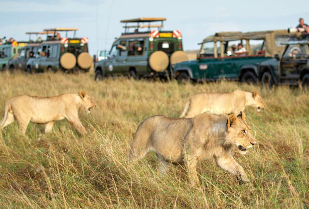 4 Days camping safari The Masai Mara is Kenya’s most celebrated game park. It offers the possibility of seeing “the big five” and many other species of game