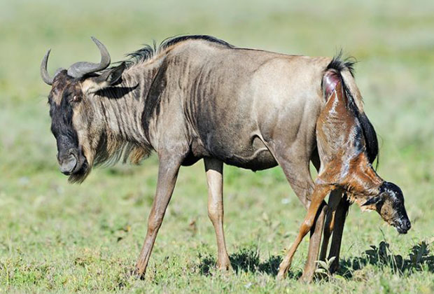 This Ndutu Migration Safari During Calving tour has been designed specifically to focus on and to increase your chance to see the great Serengeti wildebeest migration
