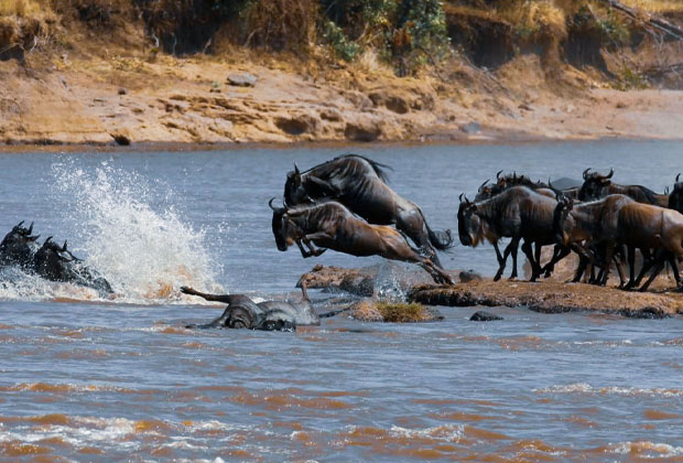 Some of the best safari opportunities in the world are found the Serengeti migration safari in Tanzania, Best price 100%,
