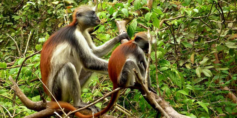 Jozani Forest is the only national park located in Zanzibar, The lively park is bustling with colobus monkeys along..