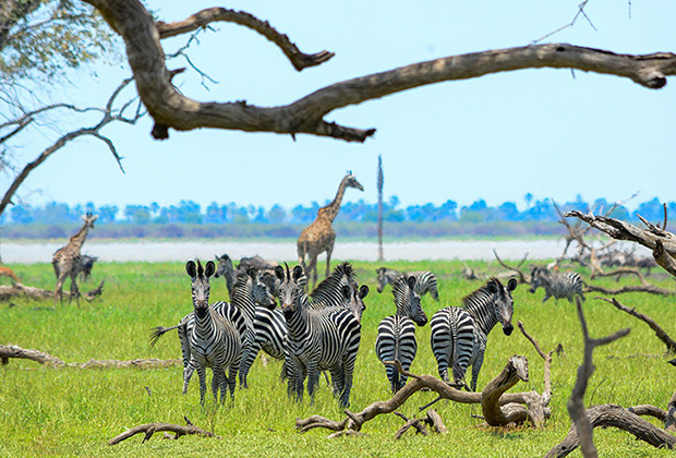 Your Safari to Selous Game Reserve can start from Zanzibar or Dar Es Salaam. The Selous Game Reserve boasts Tanzania’s largest population of elephant as well as a large number of lions, leopard, African hunting dogs, buffalo, and hippo.