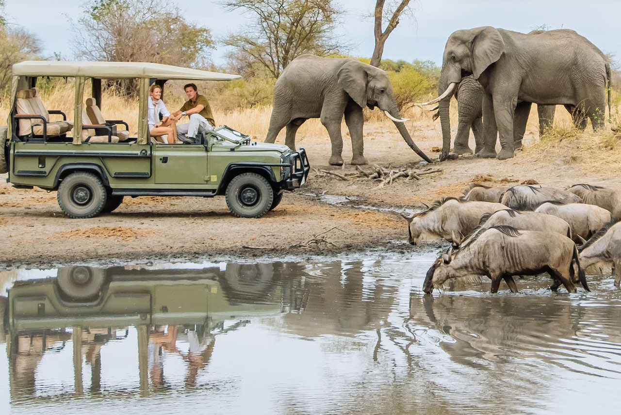 Best Amboseli Safari are the plains below Mt. Kilimanjaro, The waters from melted snow drain down the mountain under lava flows and surface in Amboseli, Kenya safari, Amboseli tour, Kenya Holiday Tour