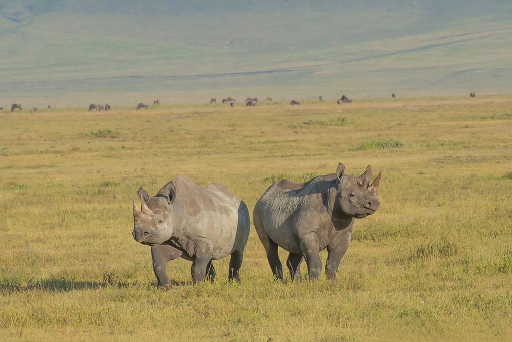 Ngorongoro day tour This day trip tour gives you the opportunity to visit the famous world famous Ngorongoro Crater, nicknamed the eighth wonder of the world