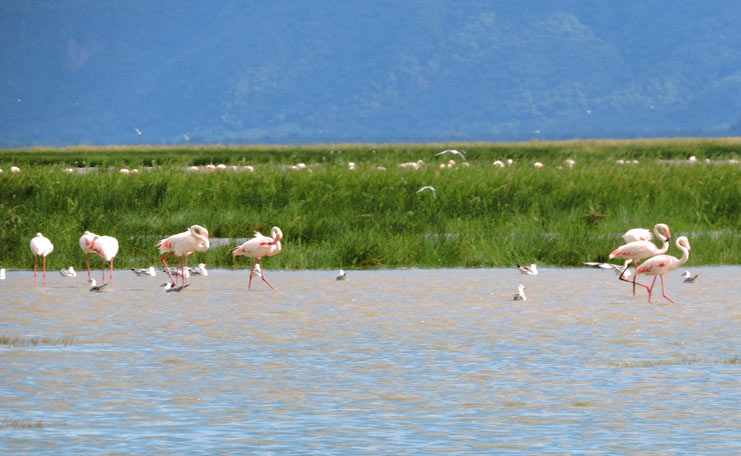 Lake Manyara is an unspoiled paradise of groundwater lakes fed by underground springs and teeming with wildlife. One of Africa's premier birding destinations